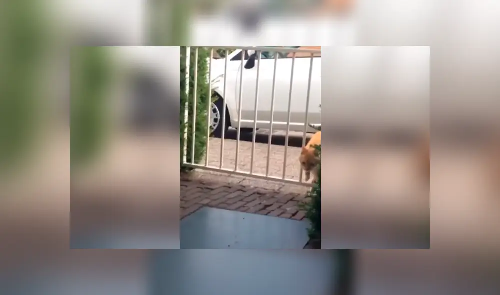 Desliza las imágenes para observar la curiosa escena que protagonizó un gato al intentar evitar que descubran su travesura. Fotocaptura: Facebook.