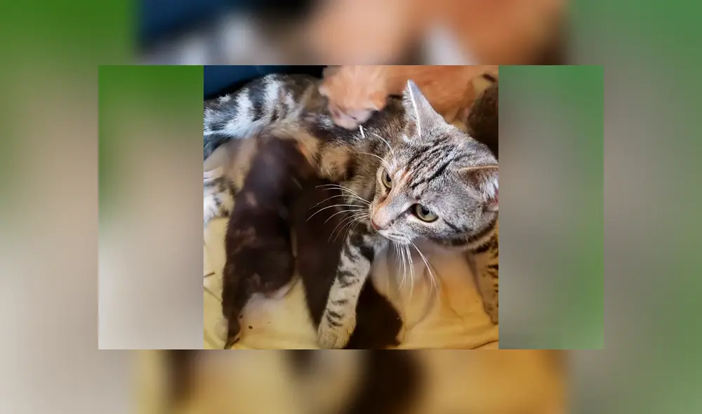 Desliza para ver los detalles de esta historia que se viralizó en Facebook. Foto: Captura. Desliza para ver los detalles de esta historia que se viralizó en Facebook. Foto: Captura.