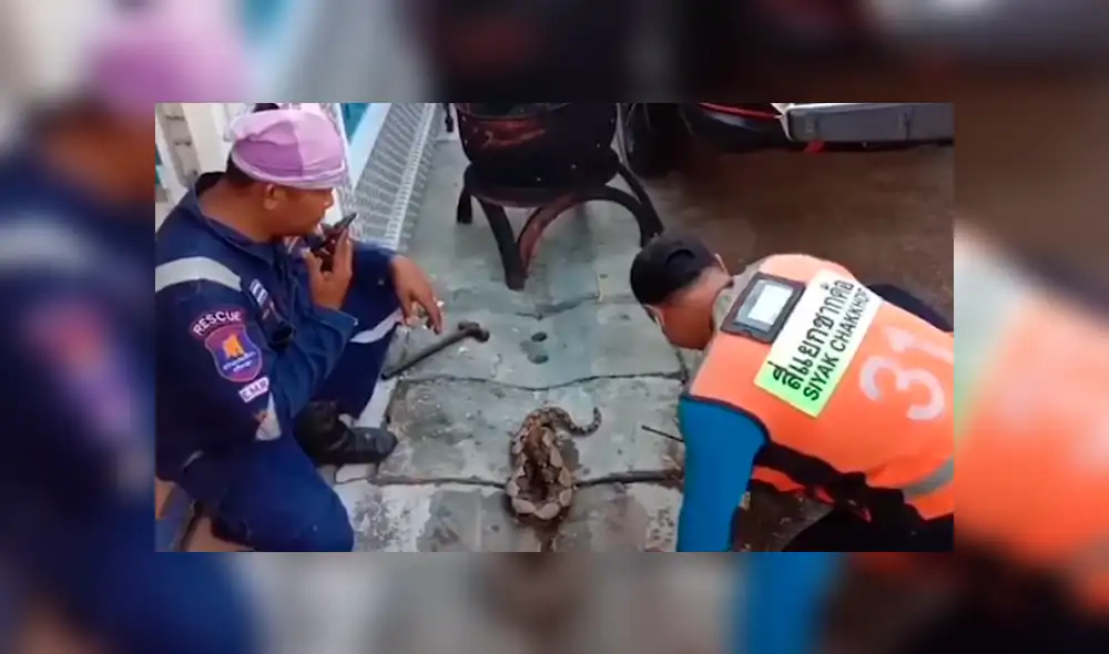 Desliza hacia la izquierda para ver el rescate de una enorme serpiente que se volvió viral en Facebook.