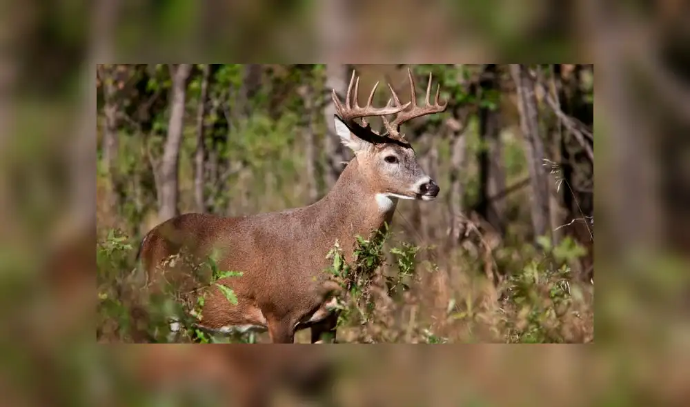 La "Enfermedad del venado zombie" amenaza con expandirse por todo Estados Unidos [VIDEO]