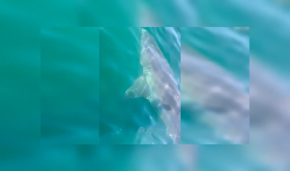 En Facebook, los integrantes de una familia quedaron aterrados al descubrir que un tiburón estaba al costado de su bote.