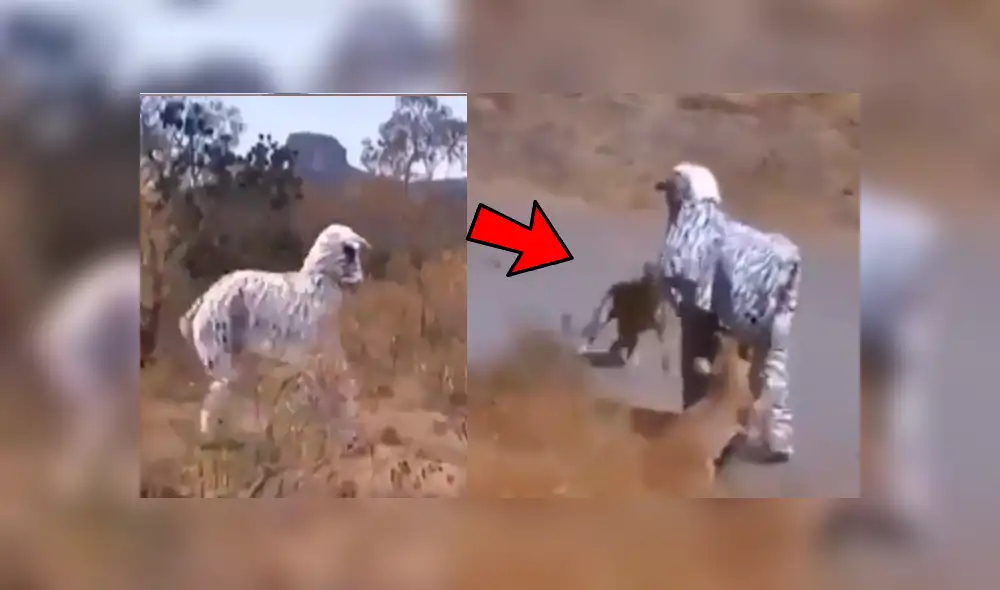 Facebook viral: jóvenes se disfrazan de cebra para entrar a recinto de leones y ocurre algo increíble Facebook viral: jóvenes se disfrazan de cebra para entrar a recinto de leones y ocurre algo increíble