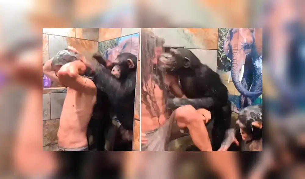 Facebook viral: monos bañan a hombre en la ducha y miles enternecen al verlos [VIDEO] 