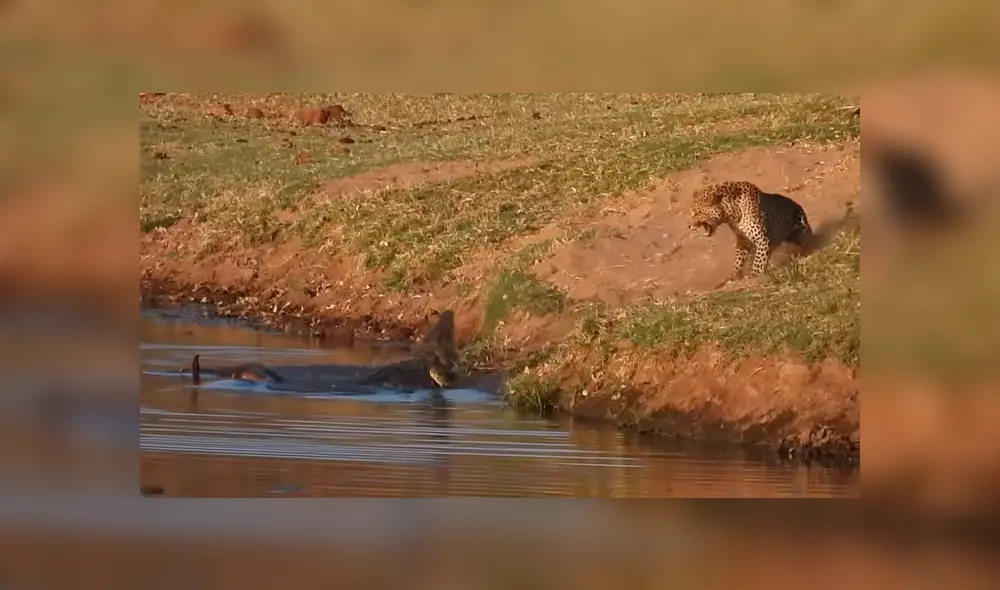 Un video viral de YouTube muestra el brutal enfrentamiento entre un leopardo con un feroz cocodrilo.