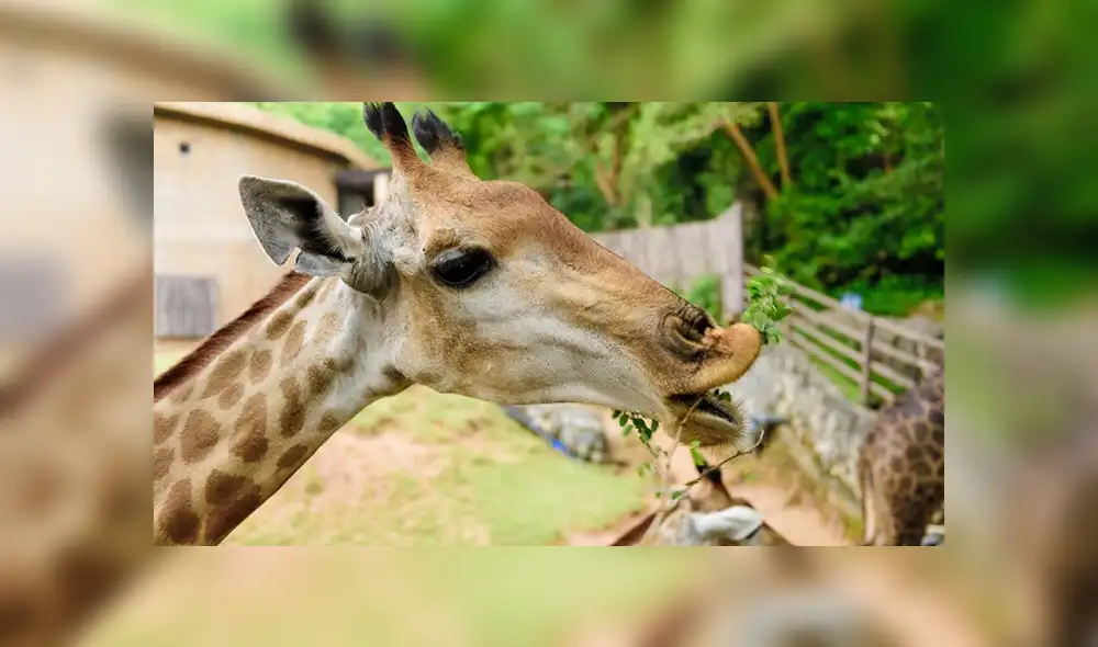Los animales tendrán alimento asegurado mientras dure la cuarentena. Foto: Referencial