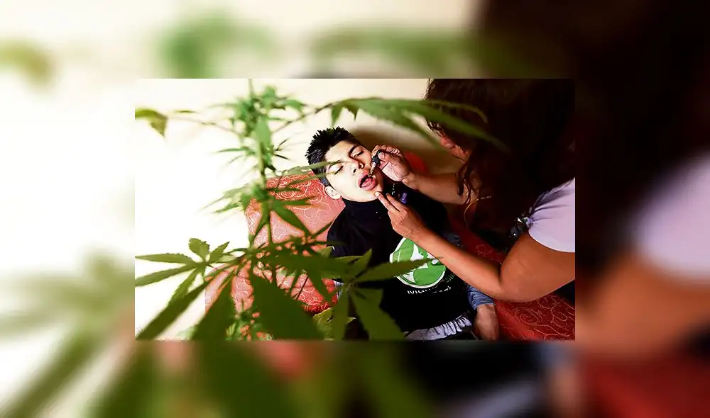 Demandan cultivo artesanal del cannabis medicinal