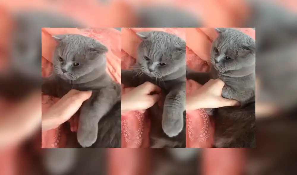 Facebook: gato se resiente con su dueña y tiene inesperada reacción ante sus caricias [VIDEO]