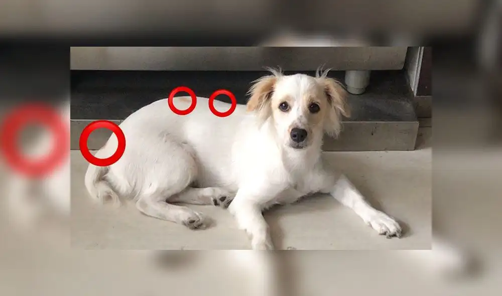 Surco: ofrecen 1000 soles de recompensa por mascota desaparecida Surco: ofrecen 1000 soles de recompensa por mascota desaparecida