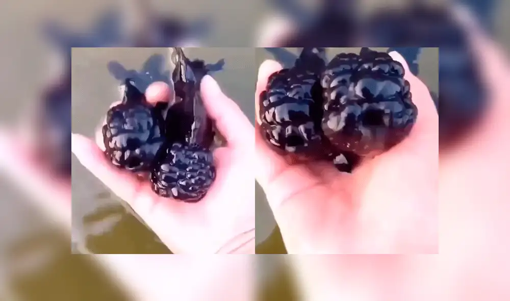 Facebook: descubren a pez morado con espeluznante apariencia en un río de Japón [VIDEO]