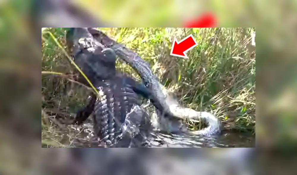YouTube viral: brutal pelea entre hambriento cocodrilo y pitón gigante tiene desolador final [VIDEO]
