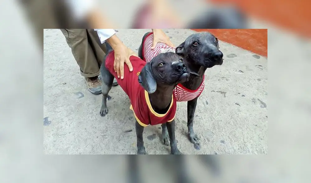 El ‘perro sin pelo’, la historia de cómo se convirtieron en patrimonio cultural El ‘perro sin pelo’, la historia de cómo se convirtieron en patrimonio cultural