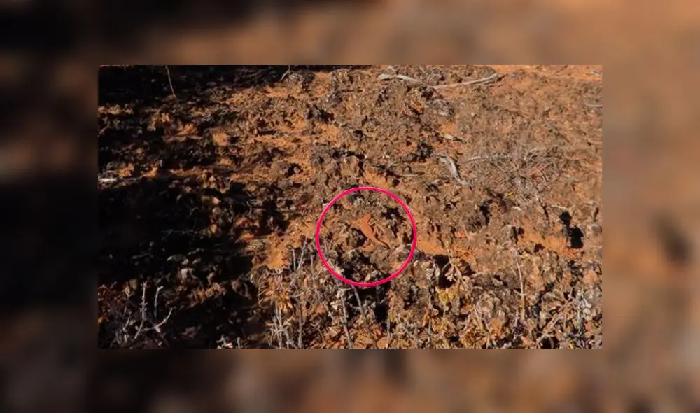 Desliza las imágenes para ver la ubicación exacta del travieso reptil que se escondió en esta imagen. Foto: Facebook Desliza las imágenes para ver la ubicación exacta del travieso reptil que se escondió en esta imagen. Foto: Facebook