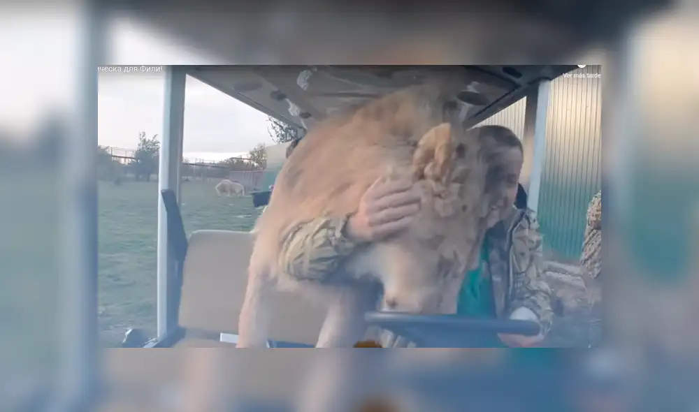 YouTube viral: turistas quedan en shock al ver que león subió a su vehículo e hizo lo inimaginable [VIDEO]