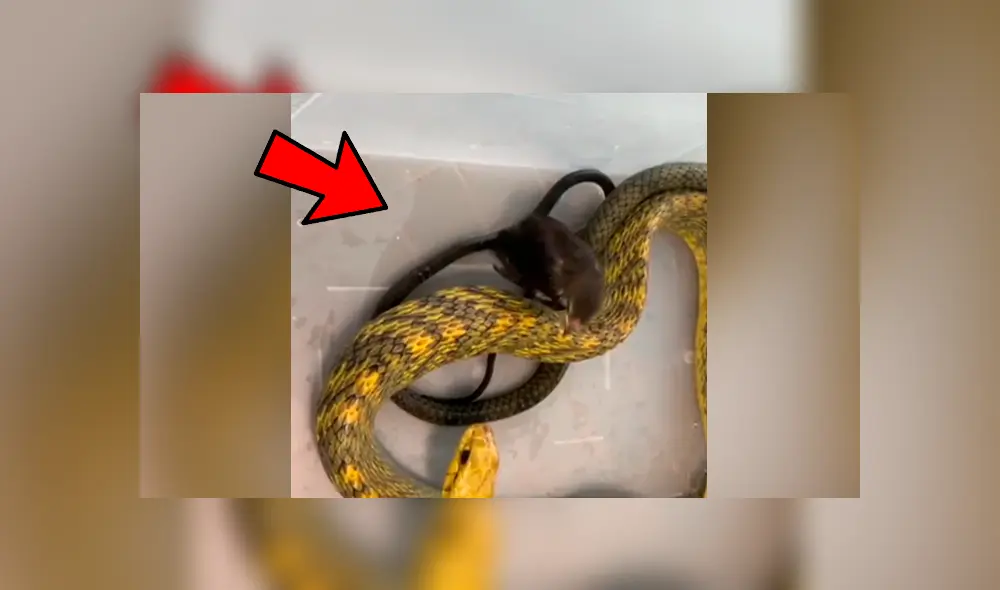 Facebook viral: hambrienta serpiente se topa con pequeña ave y ocurre algo muy impactante Facebook viral: hambrienta serpiente se topa con pequeña ave y ocurre algo muy impactante