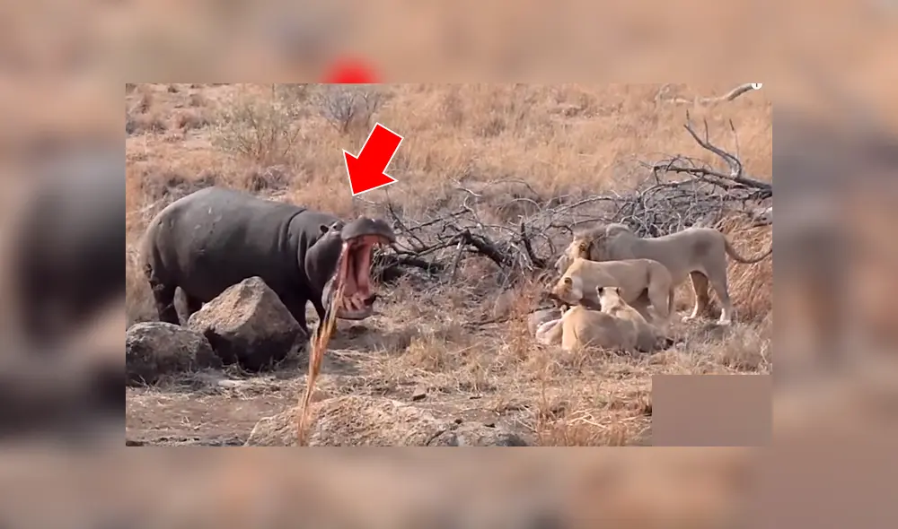 Enorme hipopótamo se enfrenta a voraces leones por su ‘presa’ y todo acaba de forma inesperada [VIDEO] 
