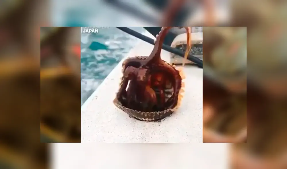 Facebook viral: pescador atrapa almeja, pero extraña criatura sale de su interior y lo sorprende por su apariencia