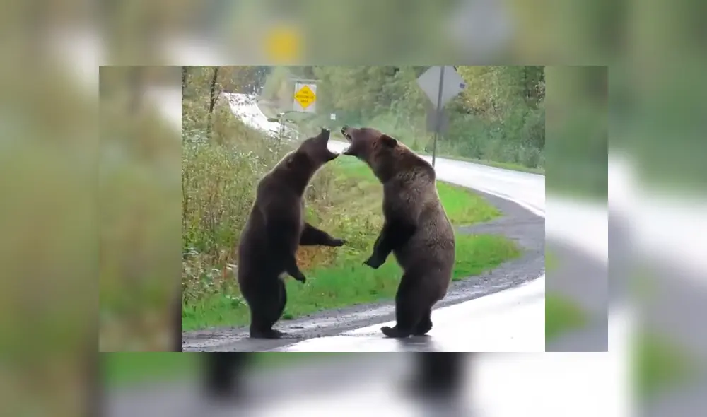 Mujer tuvo que parar su vehículo al toparse con la batalla de dos enormes osos cuando manejaba por una extensa carretera Mujer tuvo que parar su vehículo al toparse con la batalla de dos enormes osos cuando manejaba por una extensa carretera