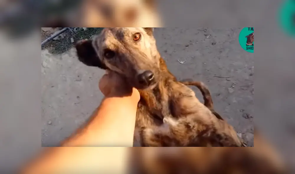 Desliza para ver el nuevo aspecto de este perro callejero que conquistó a YouTube. Foto: Captura. Desliza para ver el nuevo aspecto de este perro callejero que conquistó a YouTube. Foto: Captura.