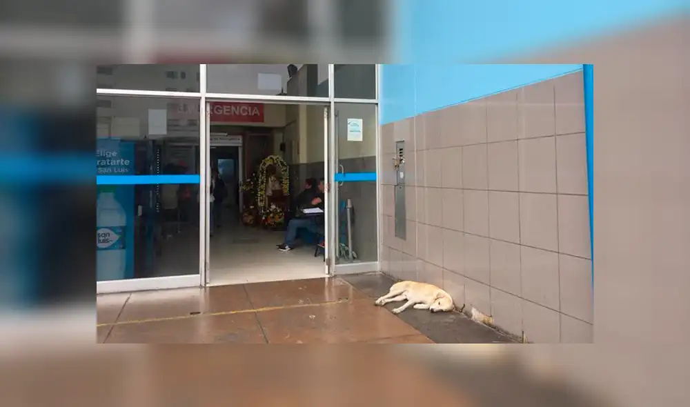 Vía Facebook: adoptan a 'Hachiko peruano' que esperaba a su dueño que murió en hospital [FOTOS]