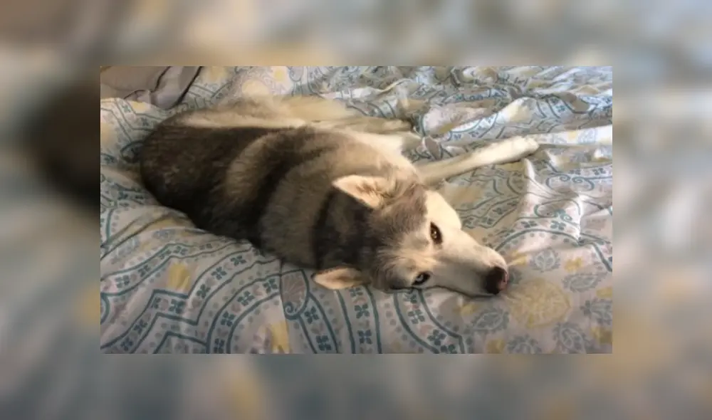 Desliza hacia la izquierda para ver más del video viral. Fotocaptura: YouTube Desliza hacia la izquierda para ver más del video viral. Fotocaptura: YouTube