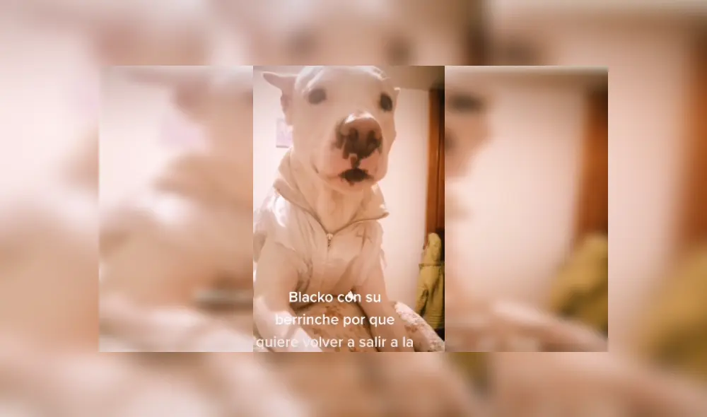 Desliza a la izquierda para ver más fotos de este curioso perrito que es viral en Facebook. (Foto: captura)