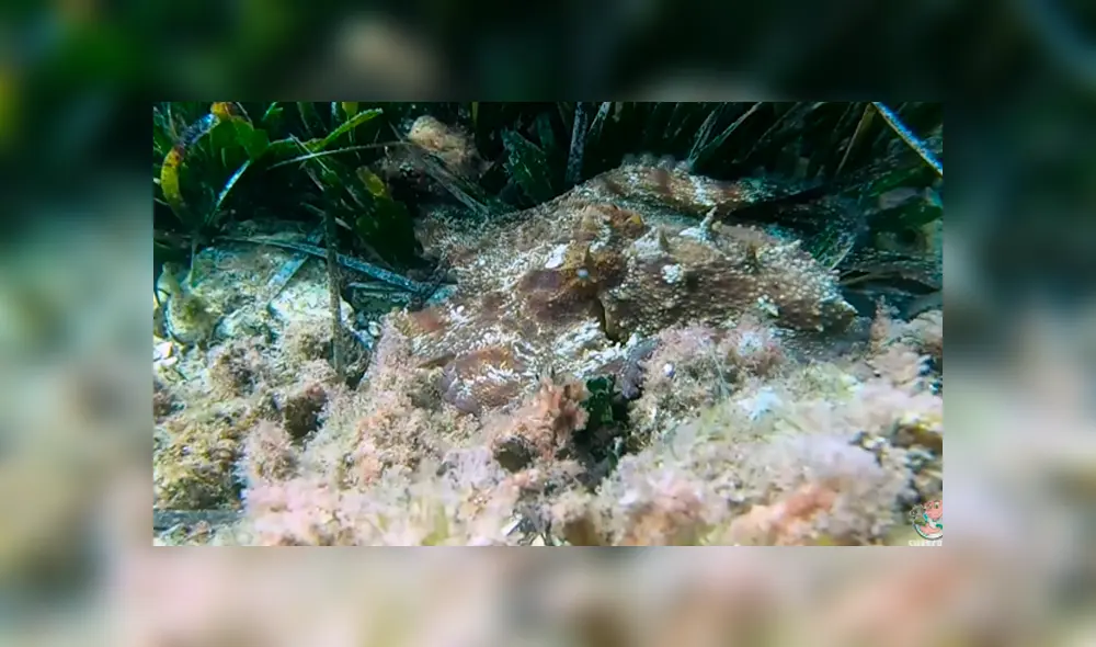 YouTube viral: se sumerge en el fondo del mar y capta a extraña criatura ‘invisible’ que lo aterra con su aspecto