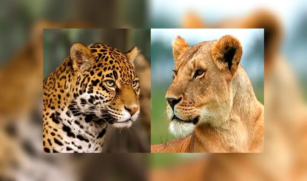 Desliza para ver cómo luce el jaglión que sorprendió a todos en YouTube. Foto: Captura. Desliza para ver cómo luce el jaglión que sorprendió a todos en YouTube. Foto: Captura.