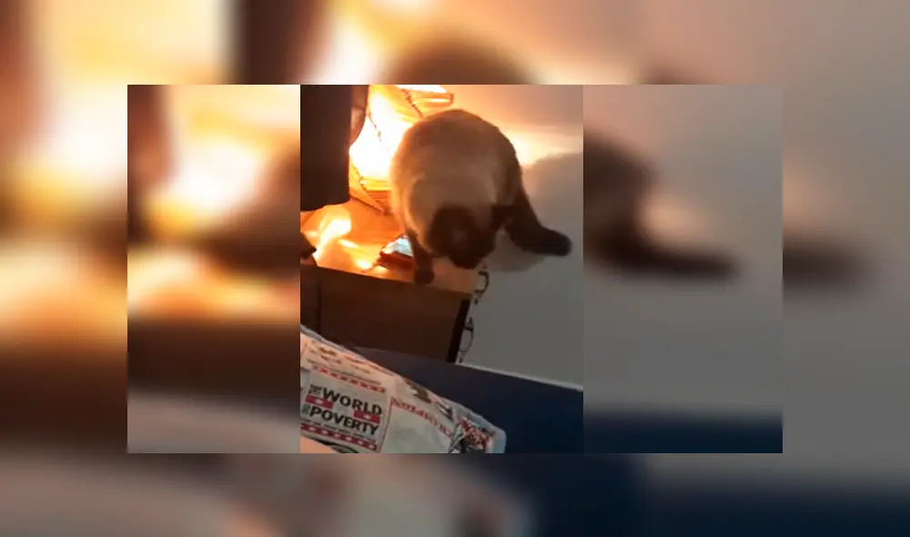 En Facebook, una chica descubrió al verdadero culpable que ocasionó que llegue tarde a trabajar por apagar sus alarmas. En Facebook, una chica descubrió al verdadero culpable que ocasionó que llegue tarde a trabajar por apagar sus alarmas.