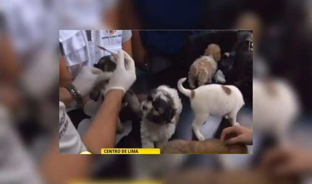 Detienen a cuatro sujetos por vender animales de forma ilegal en el Centro de Lima [VIDEO]