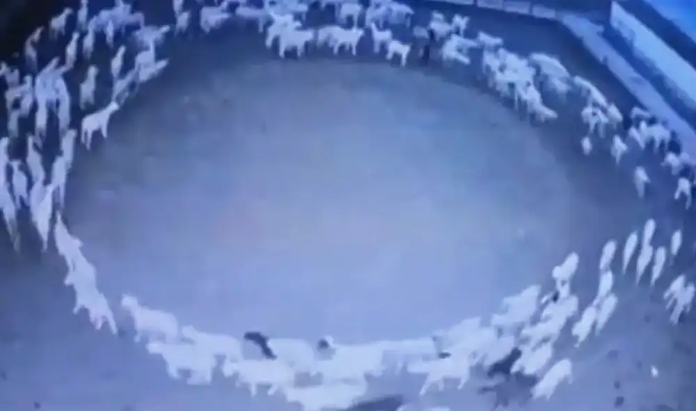 Las curiosas imágenes de las ovejas dando vueltas se han hecho rápidamente viral en las redes. Foto: captura de People's Daily Las curiosas imágenes de las ovejas dando vueltas se han hecho rápidamente viral en las redes. Foto: captura de People's Daily