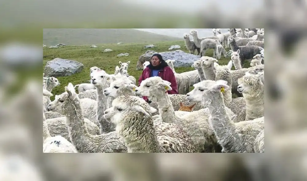 Intensas nevadas malogran cultivos y matan ganados 