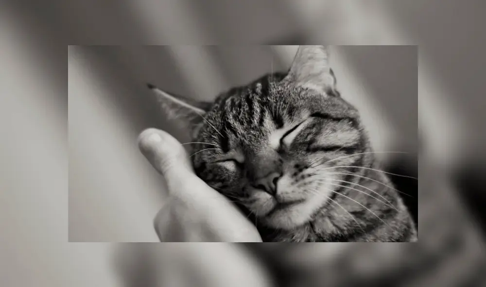 Perros y gatos: ¿cuál de las dos mascotas es la más fiel?