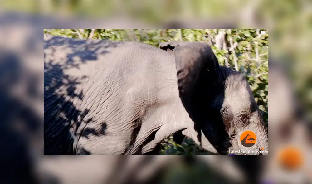 Hambrienta leona caza a elefante para dar de comer a sus crías y ocurre lo inesperado [VIDEO]