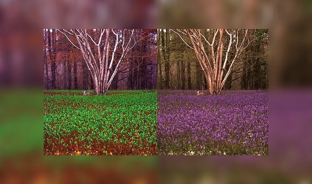 Científicos crean programa que permitirá ver el mundo como lo hacen los animales Científicos crean programa que permitirá ver el mundo como lo hacen los animales