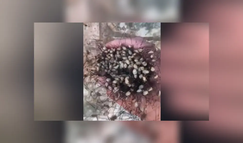 YouTube viral: cree haber encontrado una extraña criatura ‘peluda’, la agarra y queda totalmente aterrado YouTube viral: cree haber encontrado una extraña criatura ‘peluda’, la agarra y queda totalmente aterrado