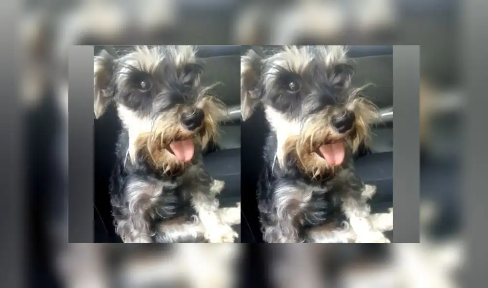 Pancho Cavero salva la vida de mascota al intervenirla de emergencia