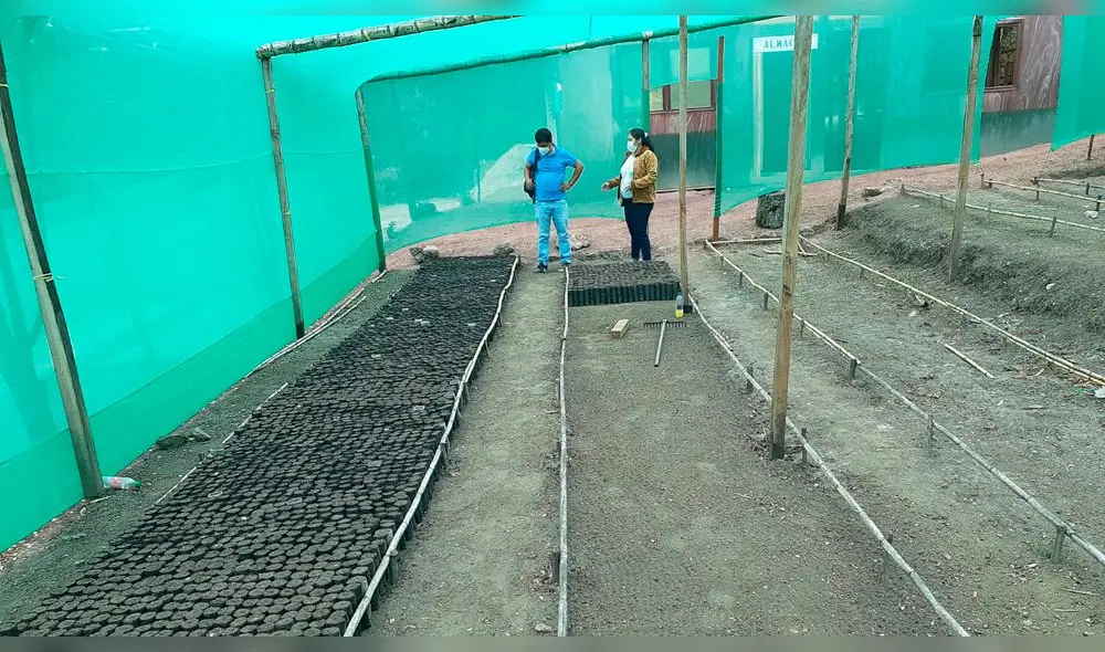 Producirán plantones de pino y taya Producirán plantones de pino y taya