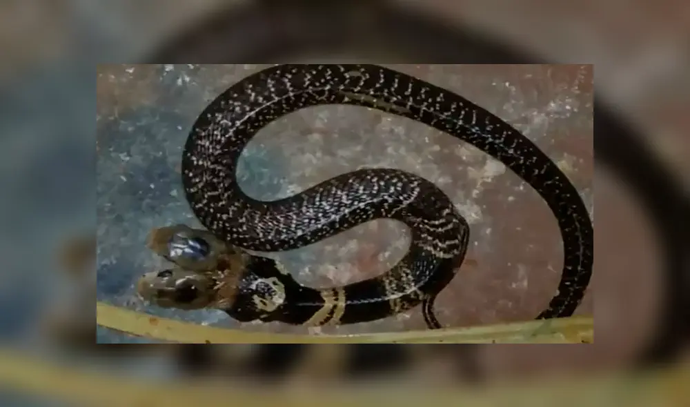 Curiosa cobra de dos cabezas es considerada ‘como una Diosa’ por los pobladores [VIDEO] 