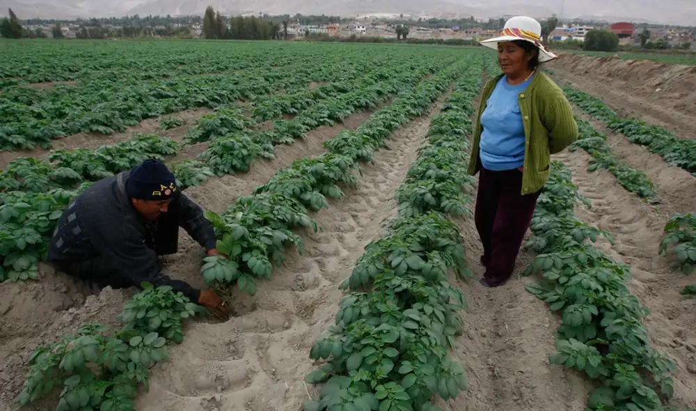 Es época de cosecha de papas, los agricultores trabajan hasta el mediodía y luego protestan. Es época de cosecha de papas, los agricultores trabajan hasta el mediodía y luego protestan.