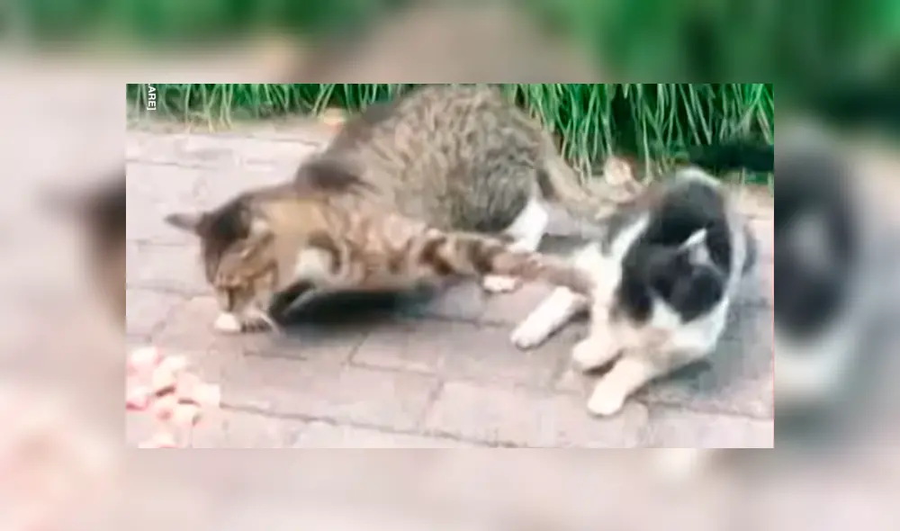 Gato intenta devorar comida de su amigo, pero este le da gran lección con graciosa reacción [VIDEO]