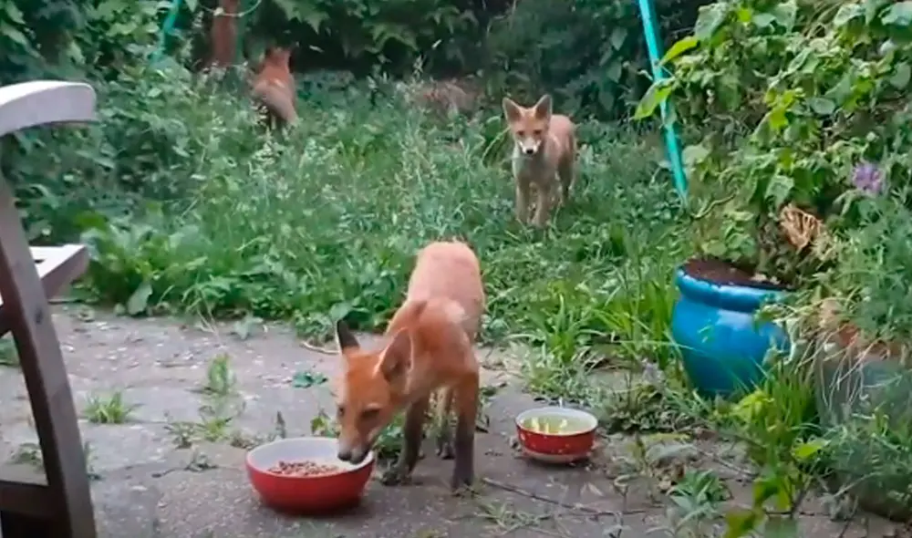Desliza las imágenes para apreciar el tierno gesto de un hombre al cuidar y proteger a unos zorros que invadieron su casa. Foto: Caters Clips