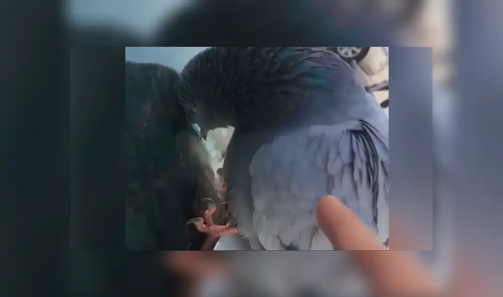 Facebook viral: paloma se duerme sobre un auto y dueño la despierta de la peor forma [VIDEO]
