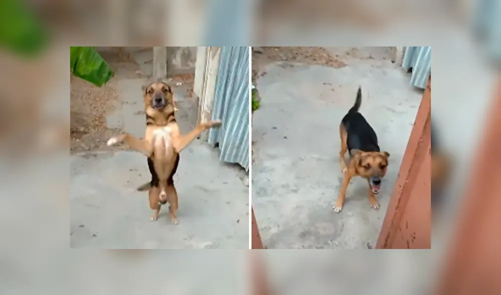 Desliza las imágenes para conocer la emotiva acción de un perro cuando su dueño regresa a casa. Desliza las imágenes para conocer la emotiva acción de un perro cuando su dueño regresa a casa.