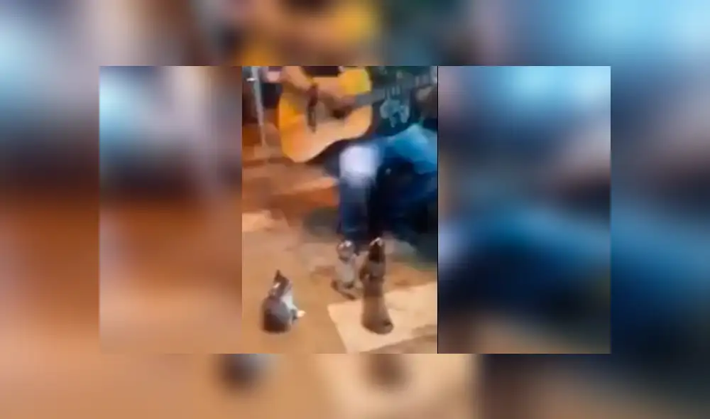 Facebook viral: Gatos se vuelven público de cantante callejero que es ignorado por todos [VIDEO]