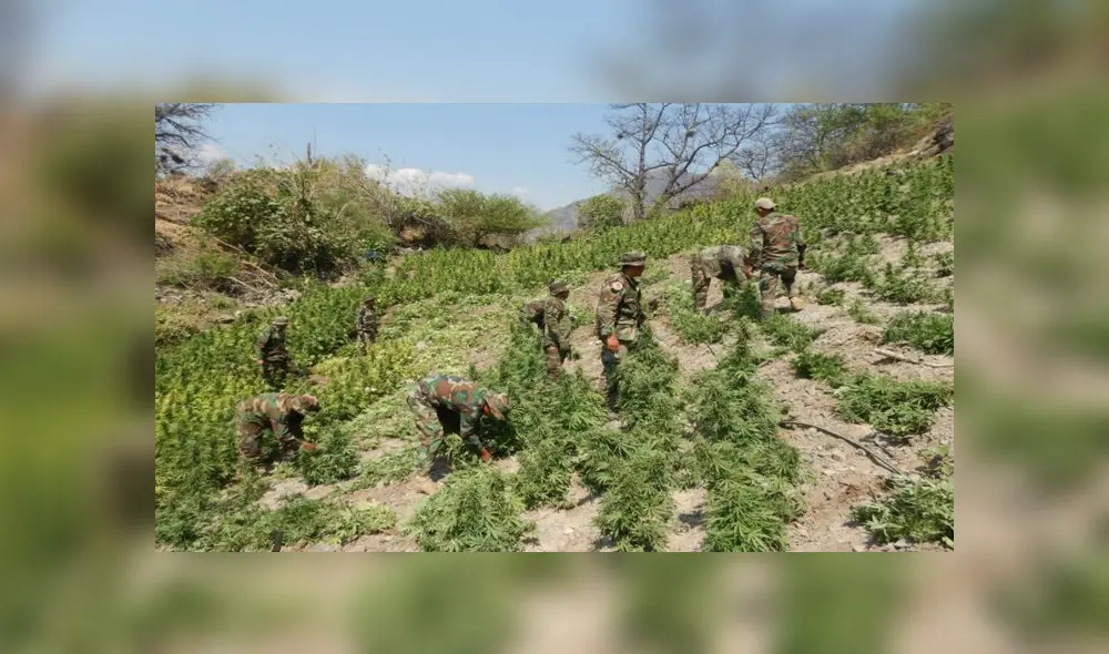 Se encontró 5 parcelas de marihuana, listas para ser cosechadas, en inmediaciones del centro poblado Rosas Pampa, en Ayacucho. (Foto: Sinchis de Mazamari)