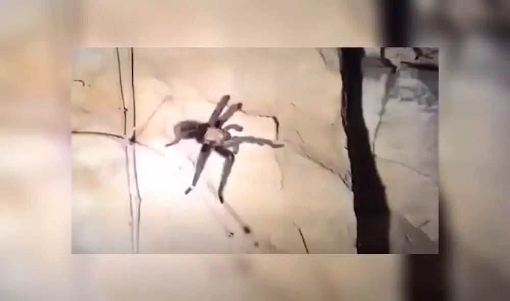 Facebook viral: Chico madruga para ir al baño y se topa con peligrosa criatura que lo quería atacar [VIDEO] 