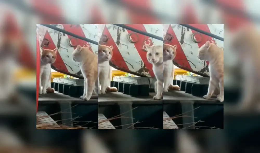 YouTube viral: gato piensa que está frente a un espejo, pero se lleva una tremenda sorpresa YouTube viral: gato piensa que está frente a un espejo, pero se lleva una tremenda sorpresa