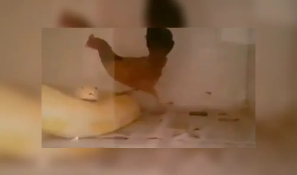 La gallina aplastó el cuerpo del enorme reptil, que tuvo impensada reacción. Foto: captura.