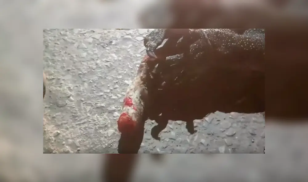 Facebook viral: hombre llega a su casa y encuentra una hambrienta criatura parada en su balcón [VIDEO] 