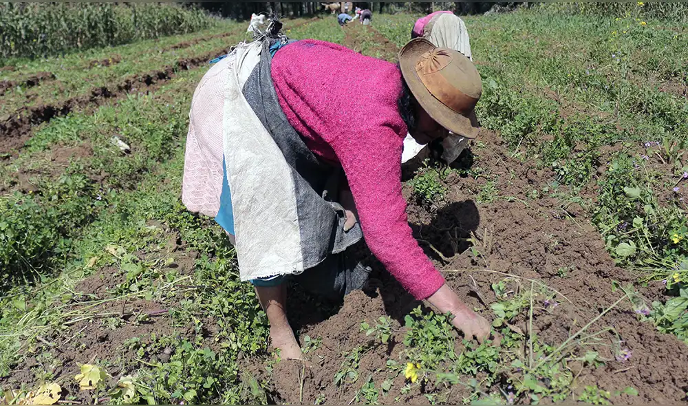 Minagri creará Autoridad Nacional de Semillas